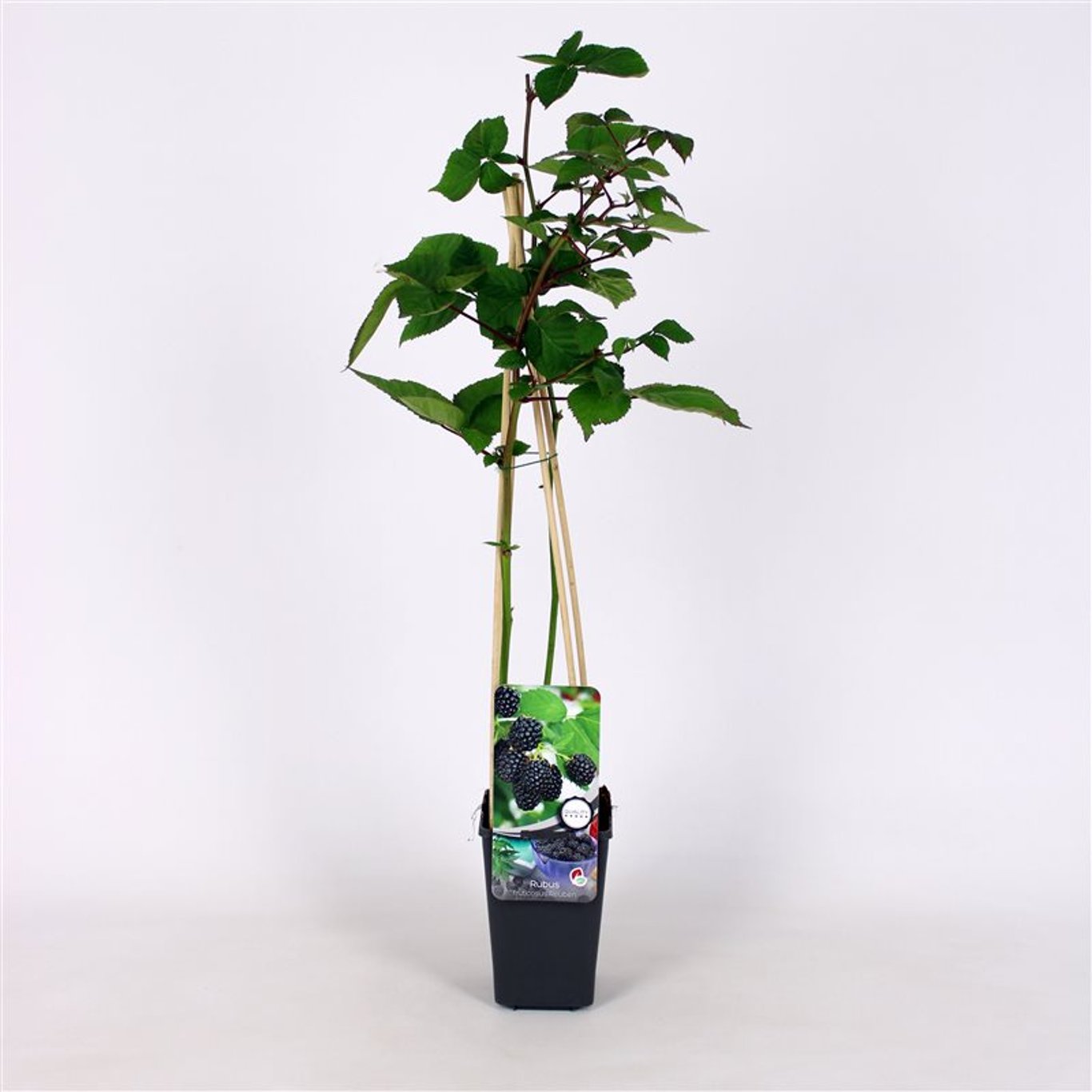 Rubus frut. 'Reuben' - C2 70/+ CM